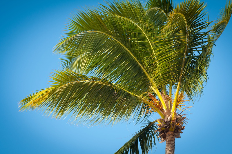 green, plant part, sky, blue, plant, oranjestad, palm leaf, tropical tree, tropical climate, wind, vacation, aruba ports authority, palmera, outdoors, verde