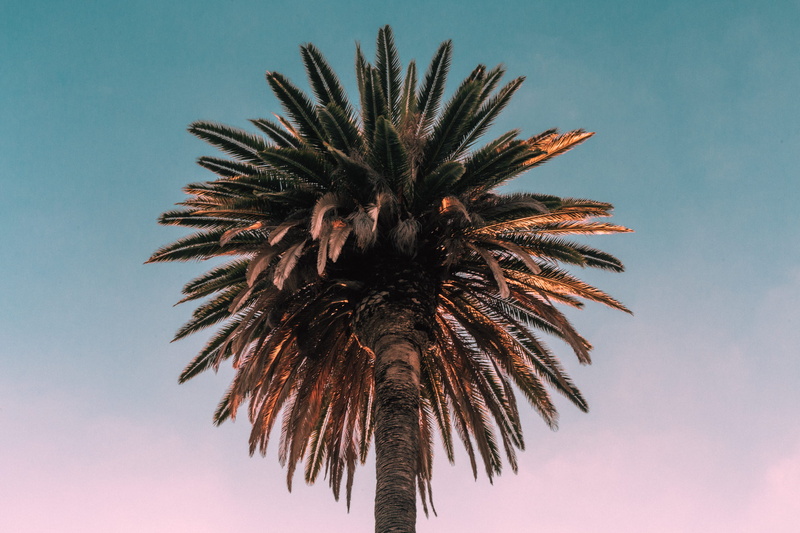 moody, low angle view, tropical climate, dusk, foliage, 2K, scenics - nature, photo, palm leaf, brown, photography, palm, angle, beauty in nature, dawn