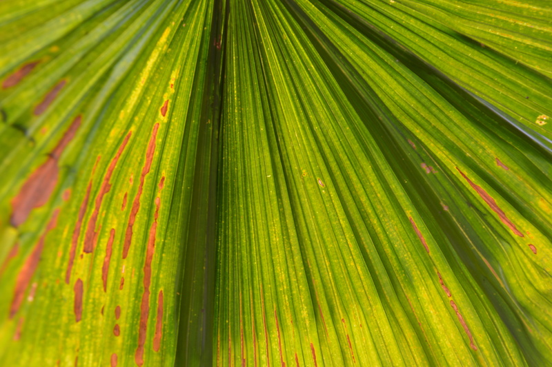 growth, natural pattern, hojas, green, nature, freshness, light, backgrounds, palm leaf, lineas, palmera, trees, colombia, 5K, leaf, tropical climate