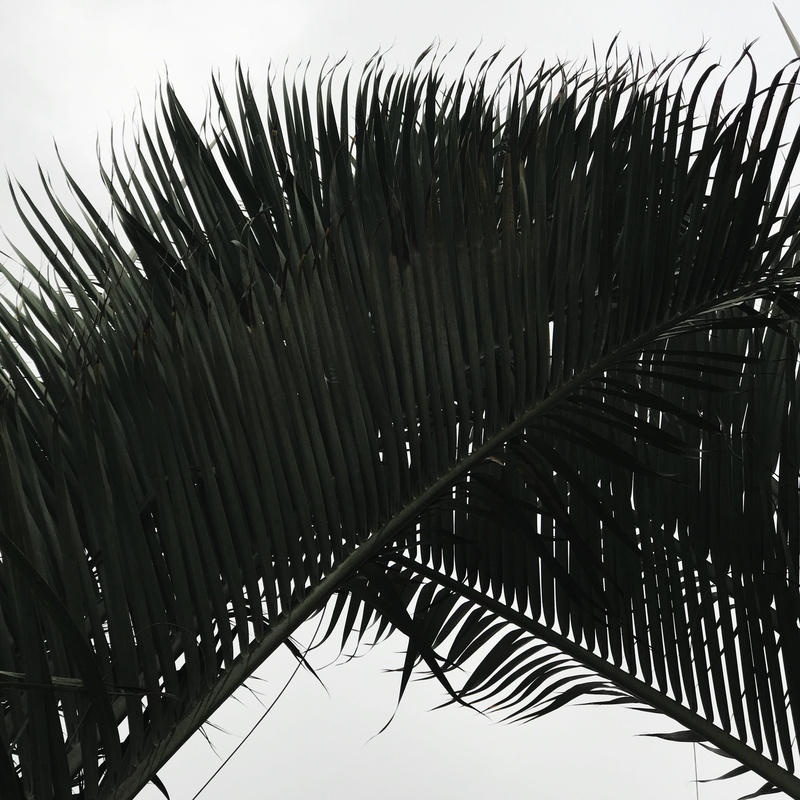 tranquility, day, outdoors, close-up, clear sky, canary, tropical climate, low angle view, growth, spain, palm tree, nature, no people, palmeras, palm