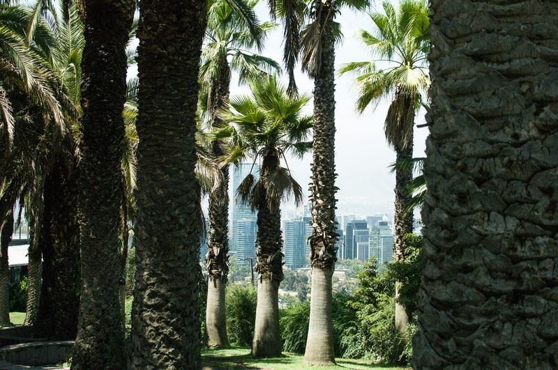 tranquil scene, ciudad, tranquility, day, beauty in nature, palmeras, architecture, plant part, no people, green color, santiago, trunk, coconut palm tree