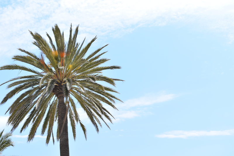 palm tree, no people, sol, palm leaf, growth, palmera, cloud - sky, cielo, despejado, sun, tree trunk, verano, clear, outdoors, sky, tropical climate, nature