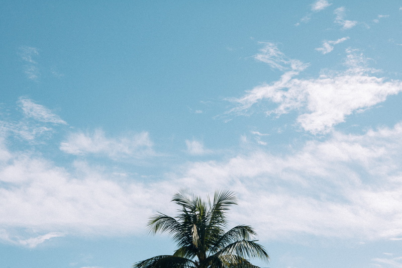 tree, sky, cloudy, blue, outdoors, day, tropical tree, nature, beauty in nature, 5K, no people, tranquility, coconut palm tree, clouds, tranquil scene