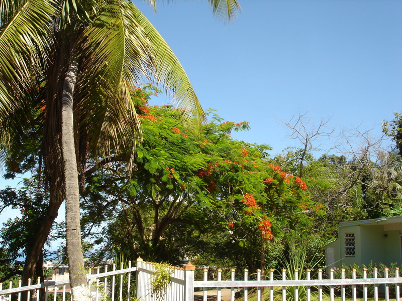 clear blue sky, building, árboles, tropical, palm tree, outdoors, green color, day, sunlight, nature, building exterior, plant, beauty, naturaleza, tropical climate