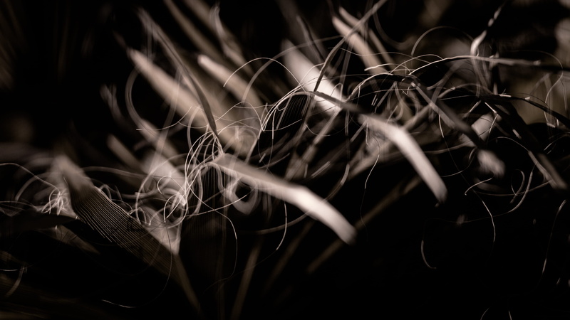 soviet lens, helios 44, trees, sharpness, fragility, vulnerability, dark, 4K, leaf, growth, pattern, field, spain, tangled, plant part, backgrounds, close-up