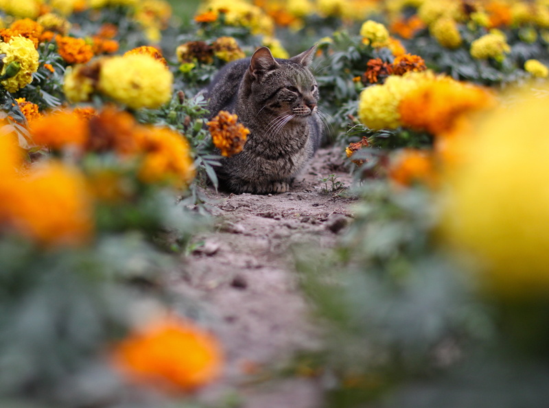 animal wildlife, South, among, Pets, outdoors, mammal, 4K, flower, canon, feline, domestic, Orange, Animals, yauyos, wildlife, Park, vertebrate, Lima