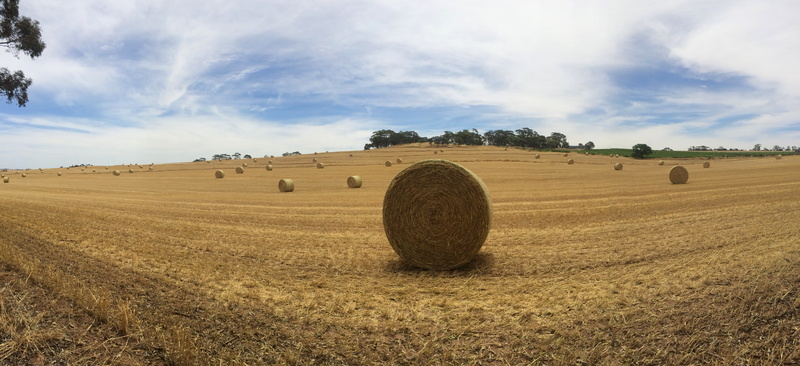 tranquil scene, 67 hentschke rd, no people, australia, 5K, tranquility, field, beauty in nature, harvesting, agriculture, rowland flat, plant, hay, environment