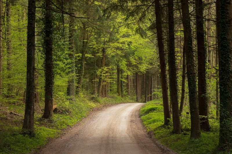 the way forward, tree, transportation, tree trunk, tranquil scene, woodland, outdoors, light, away, plant, trunk, land, no people, mood, direction, forest