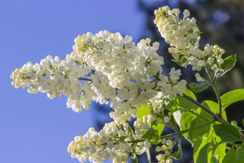 finnish, flower head, white color, growth, day, blossom, flower, leaf, no people, plant part, springtime, plant, purple, bunch of flowers, summer, freshness