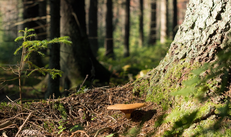 non-urban scene, fungus, day, focus on foreground, tree, terrain, trunk, woodland, bark, autumn, mushroom, beauty in nature, nature, growth, land, countryside