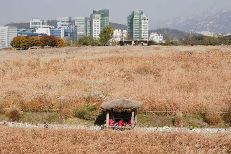 ruined, silver grass, landscape, built structure, tree, han river, growth, im not even, sky park, run-down, park, day, building, seoul, grass, land, city