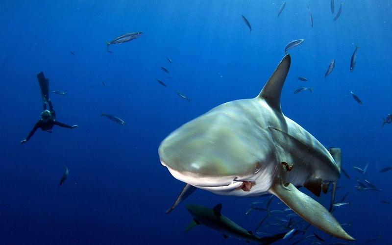 animals in the wild, 1080P, animal themes, shark, sea life, fish, large group of animals, animals, animal, water, scuba diving, school of fish, underwater diving