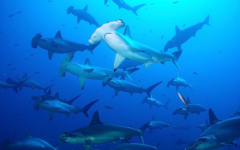swimming, underwater diving, animals in the wild, shark, marine, blue, animal, hd, fish, large group of animals, animal themes, sharks, hammerhead, animal wildlife