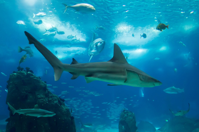 no people, shark 4k high resolution, animals in captivity, marine, aquarium, underwater, 4K, sea life, water, shark, animal wildlife, animal themes
