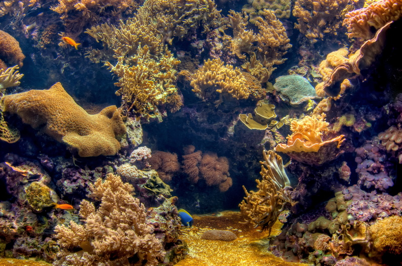 tropical Climate, ecosystem, animals in the wild, tang, snorkeling, red, sea Life, water, school of fish, no people, nature, undersea, indonesia, soft Coral
