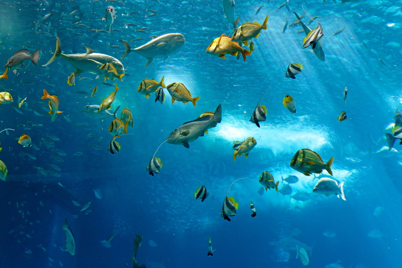 deep, group Of Animals, blue, ecosystem, animals In The Wild, underwater, school, sea Life, ocean, 1080P, vertebrate, swimming, under water