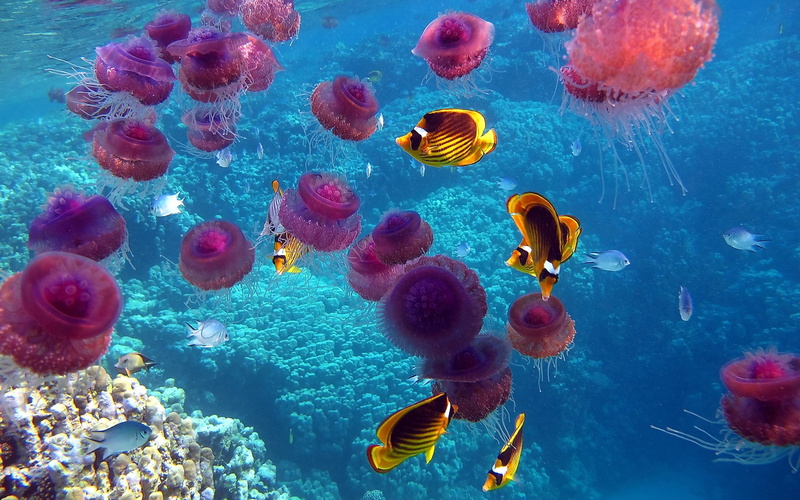 swimming, vertebrate, no people, 2K, reef, sea Life, invertebrate, school of fish, animals in the wild, animal wildlife, jellyfishes, tropical Climate