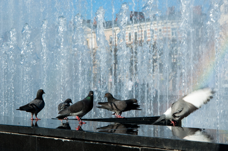flock of birds, fountain, animal, lake, beauty in nature, outdoors, animal wildlife, photography, birds, long, finland station, pigeons, summer, 4K, animal themes