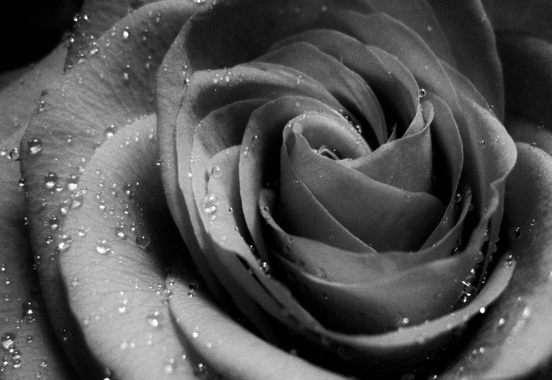 water, black white photo, beauty in nature, commemorate in silent, petal, freshness, fragility, flower head, vulnerability, drop, photography, dew, the love flower