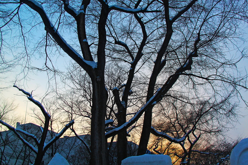 snow, odori park, beauty in nature, bare tree, beautiful, branch, outdoors, plant, low angle view, tranquility, sunset, no people, trunk, city, hokkaido