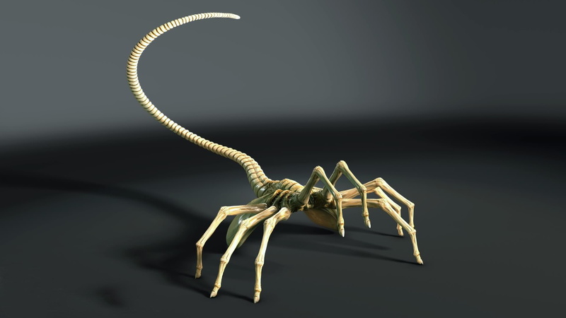 arachnid, communication, aggression, no people, animal wildlife, indoors, close-up, animals in the wild, nature, animal body part, spider, studio shot