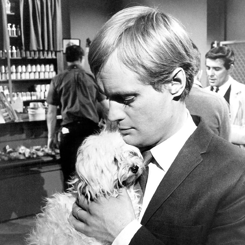 portrait, adult, ducky, people, david mccallum, tv, actor, women, domestic, real people, retro, pet owner, small, 1080P, motion picture, lifestyles, cinema