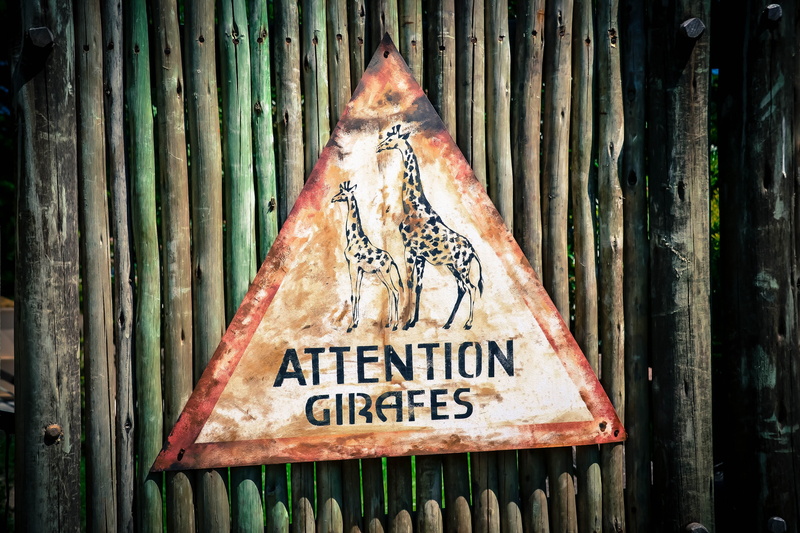 text, wood - Material, giraffe, 4K, old, food, one man only, metal, food and drink, information, capital letter, vertebrate, still life, one person, rusty
