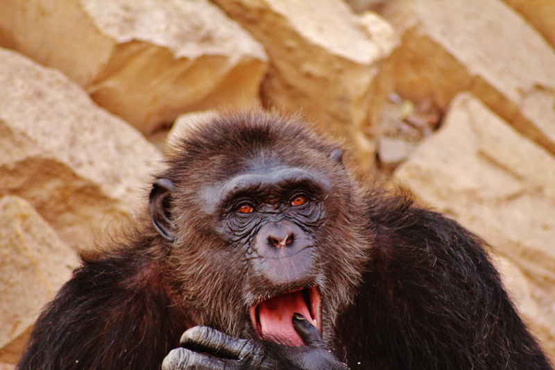 animals In The Wild, hairy, wildlife, congo, gorilla, portrait, africa, ape, black, wild, no people, fun, animal body part, alone, focus on foreground