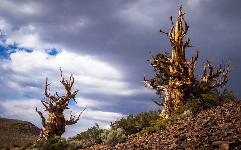 Inyo County, California, 2K, Bristlecone Pines in the White Mountains