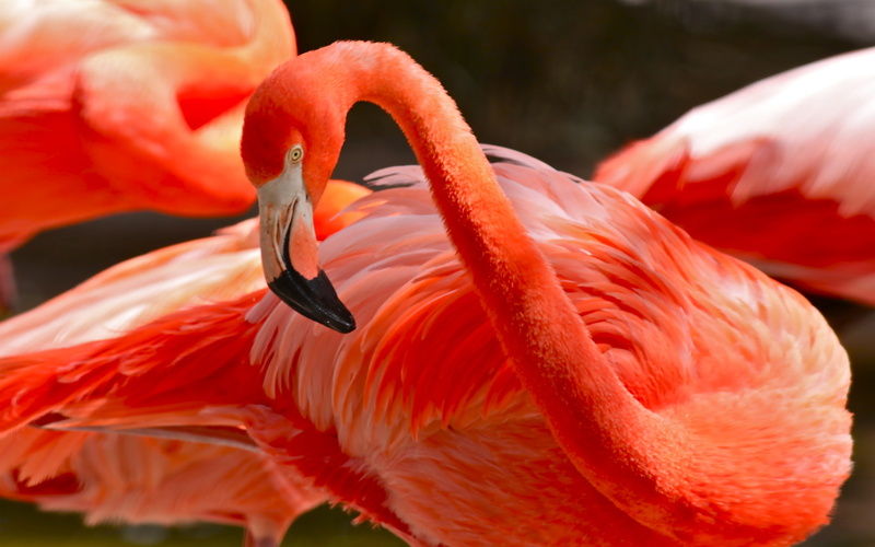 animal wildlife, bird, water, carotenoids, animal themes, plant, no people, beak, diet, animal neck, animal, one animal, flamingo, nature, orange color