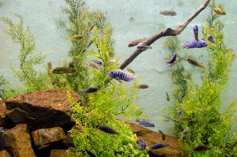underwater, ichthyology, biology, swimming, day, 1080P, saltwater, outdoors, plant, living, animal themes, nature, tropical, lake, solid, sea-life, group of animals