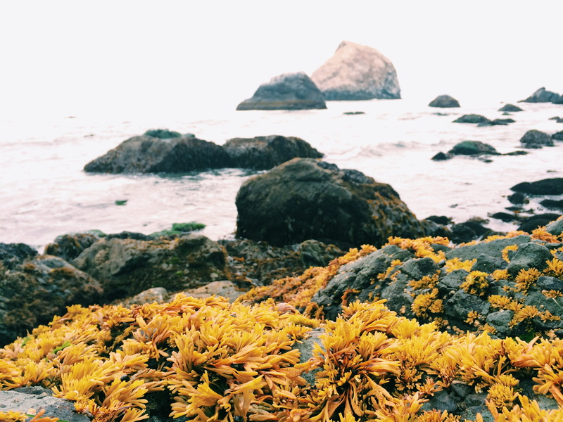 crag, 14698 redwood hwy, ocean, tranquil scene, ebb tide, flower, shore, flowering plant, day, rock - object, nature, growth, rock outcropping, rock, rocks