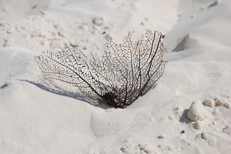 ocean plant, nature, no people, animal wildlife, animal themes, sunlight, animals in the wild, beach, close-up, high angle view, ocean, plankton net, one animal