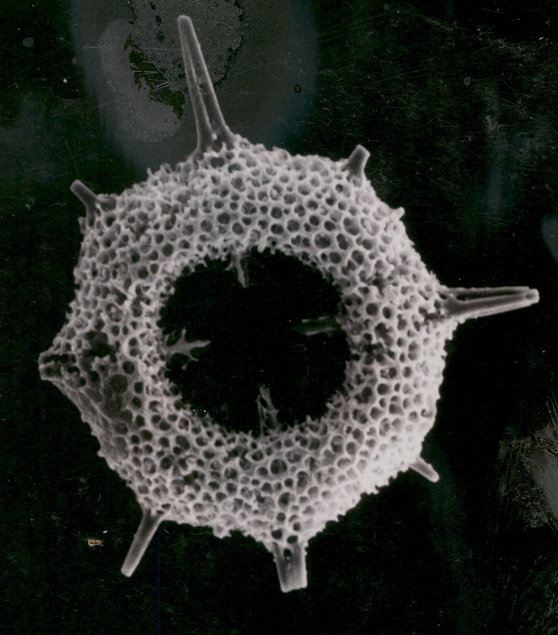 nature, day, microbiology, one animal, food and drink, no people, shape, healthy lifestyle, biology, animal, fossil, healthcare and medicine, water, science