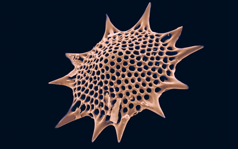 abstract, radiolarian, 720P, microscopic, plankton