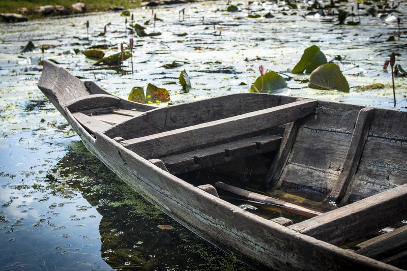 leaves, seaweed, wood - material, outdoors, high angle view, reflection, background image, plant, floating, floating on water, no people, leaf, wooden boat