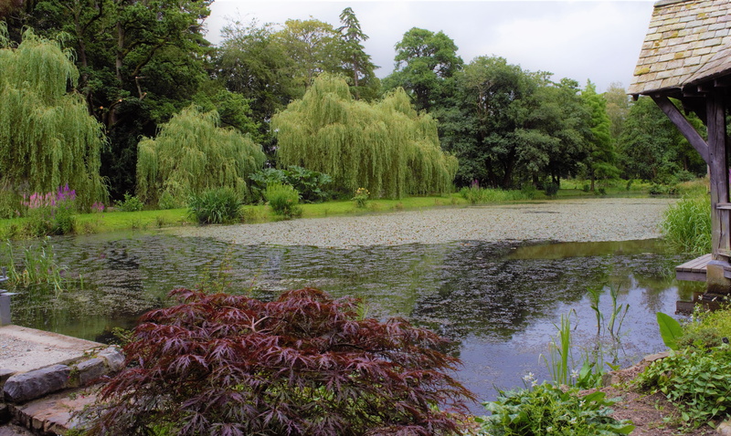 growth, nature, green, scenics - nature, green color, grass, tree, no people, forest, outdoors, plankton, beauty in nature, plant, wales, water, 5K, reflection