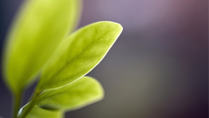 color Image, green, vulnerability, backgrounds, summer, green Color, defocused, growth, season, freshness, outdoors, springtime, leaf, abstract, botany