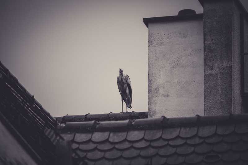 sky, nature, animal, low angle view, outdoors, no people, mammal, wall - building feature, roof, clear sky, animal themes, house roof, rattle stork, 5K