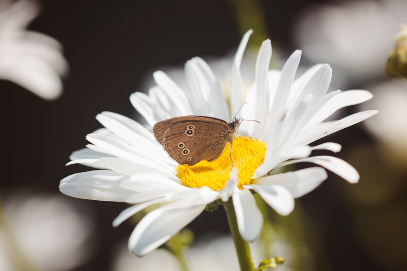 blossom, white blossom, animal, 1080P, petal, freshness, daisy, brown forest bird, no people, flower, aphantopus hyperantus, nature, brown, vulnerability