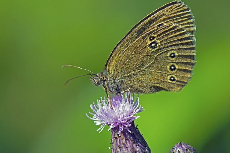 butterflies, pollination, no people, flower, butterfly - insect, animal wildlife, animal themes, 5K, insect, flower head, animals in the wild, invertebrate