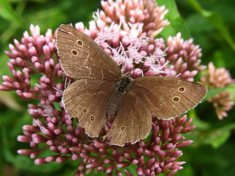 animal wildlife, butterfly - insect, vulnerability, one animal, butterfly, freshness, flower head, animals in the wild, animal themes, outdoors, no people