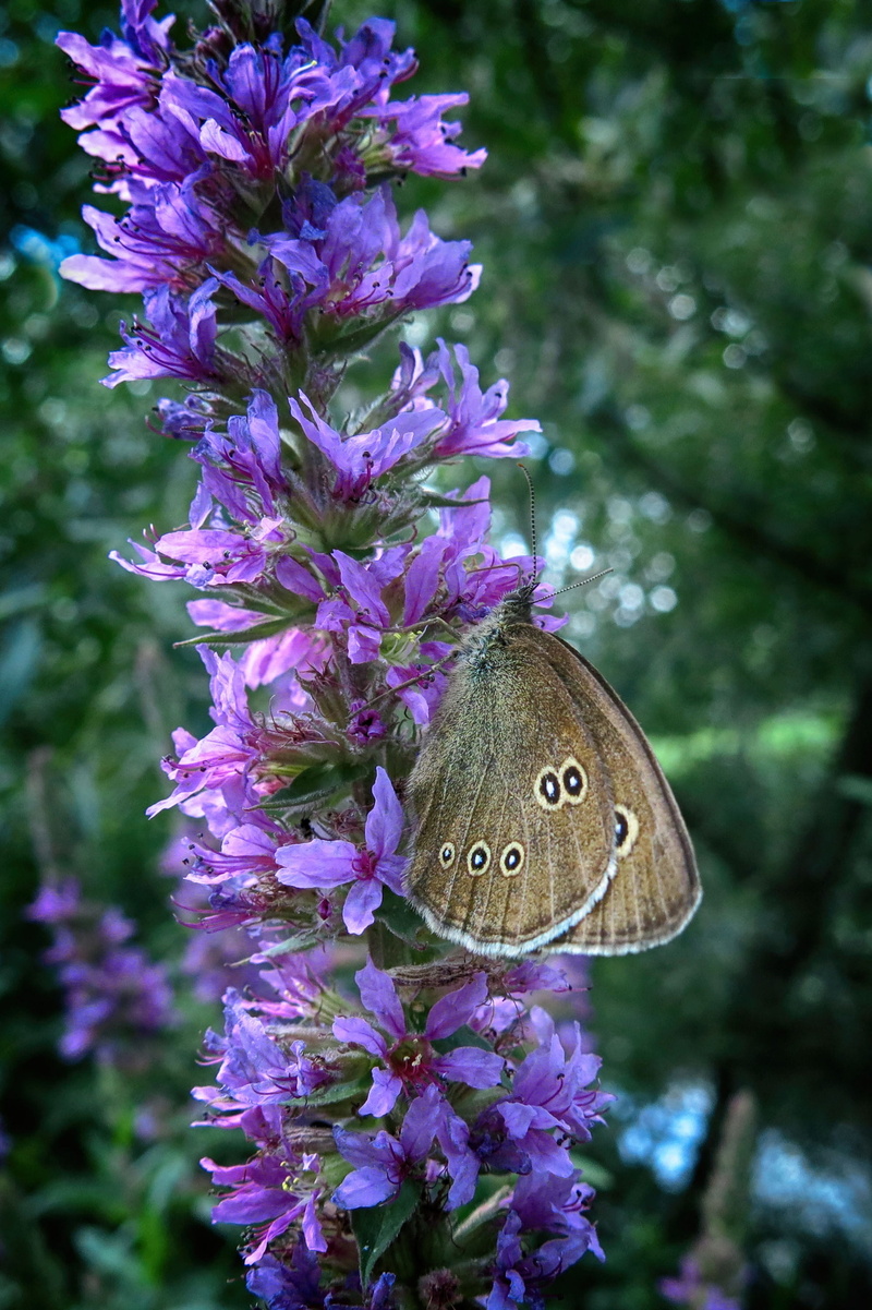butterfly - insect, animal wildlife, flower, flower head, blossom, insect, invertebrate, animal, bloom, animal themes, beauty in nature, petal, animal wing