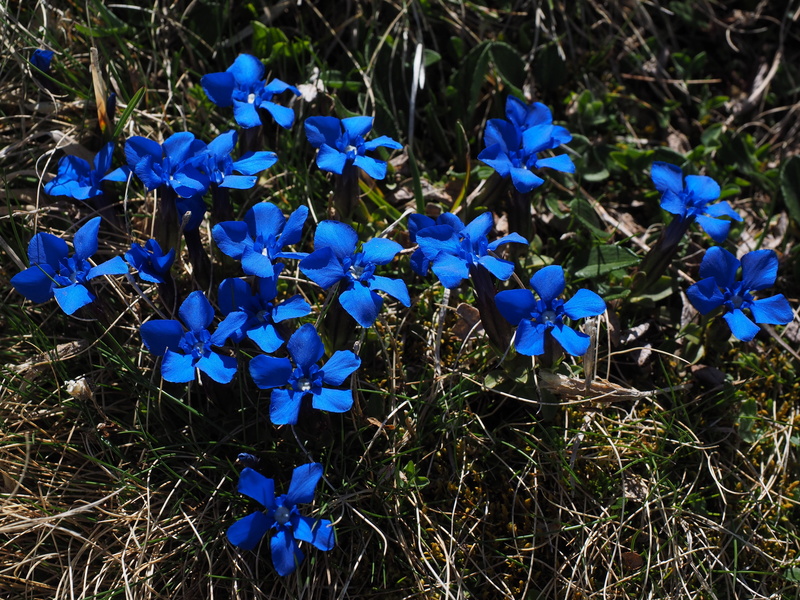 sky stem, blue, flowers, chimney sweep, schusternagerl, 4K, raindrop, alpine flower, close-up, fragility, inflorescence, medicinal plant, gentiana verna