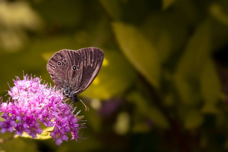 brown forest bird, butterfly bush, edelfalter, outdoors, vulnerability, flowering plant, butterfly - insect, nature, growth, flower, no people, freshness