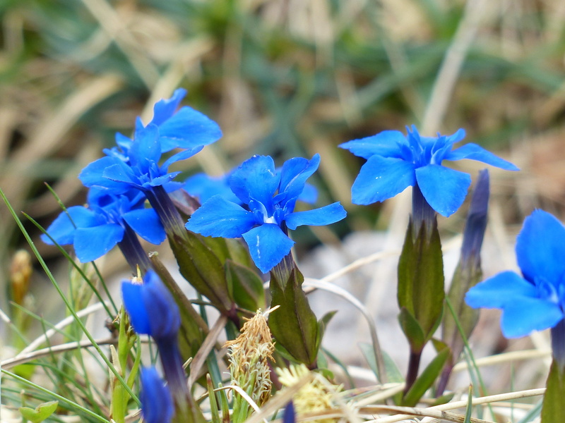 selective, gentiana verna, plant, 4K, focus on foreground, chimney sweep, blue, photography, day, close-up, flower head, nature, alpine plant, himmelsblaeueli