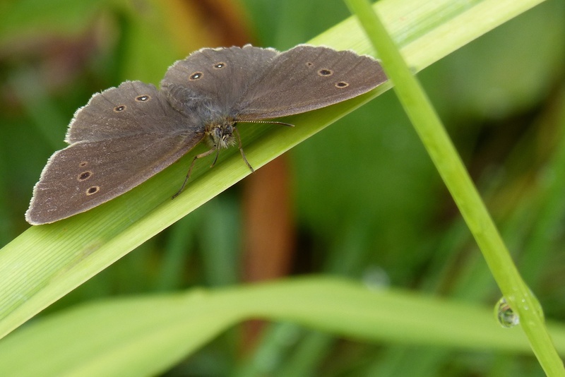 nature, invertebrate, animal, leaf, close-up, plant, plant part, animal themes, animal wildlife, beauty in nature, one animal, insect, outdoors, green color