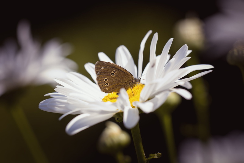 edelfalter, insect, leucanthemum, animal wildlife, aphantopus hyperantus, flower, blossom, springtime, petal, animal themes, close, chimney sweep, pollination