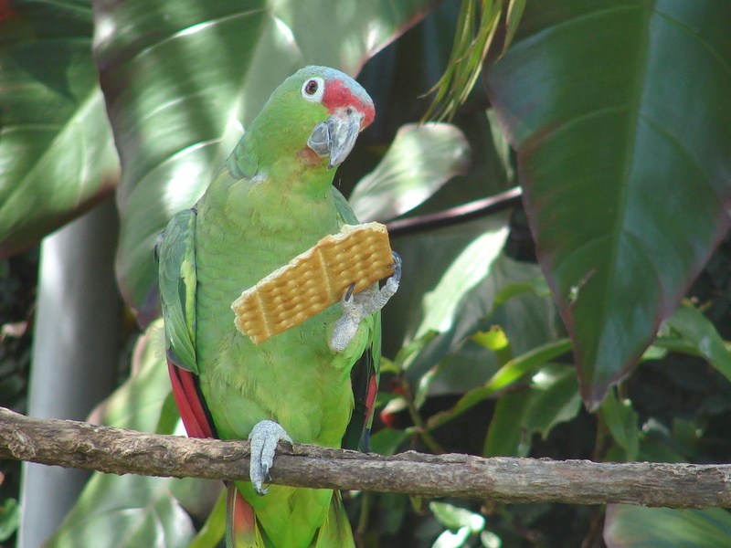 parrot, birds, poly, cookies, animals, cracker, 1080P, eating, want