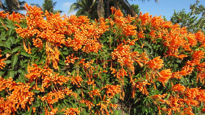 nature and landscapes, flaming, flaming trumpet, fire-cracker vine, climbing shrubs, orange-trumpet vine, 1080P, trumpet